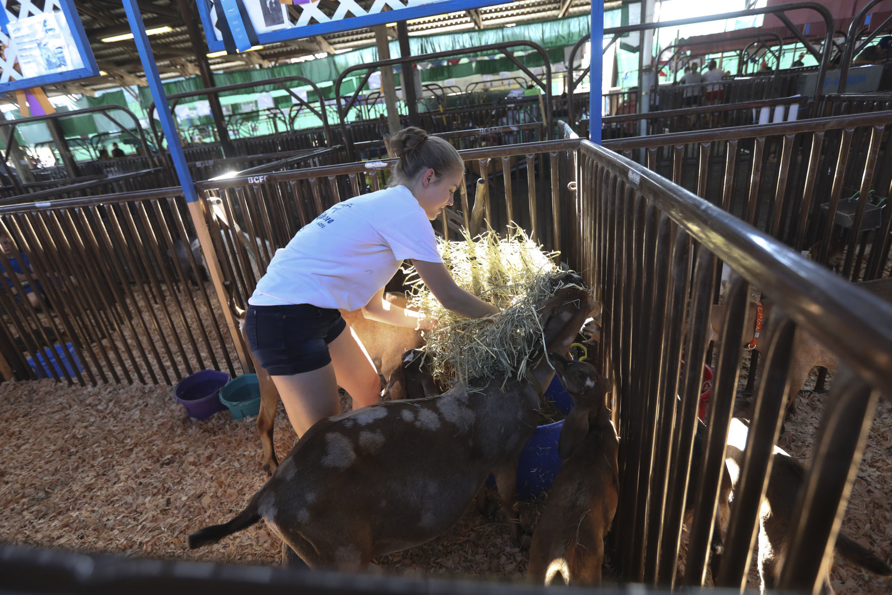Benton County Fair